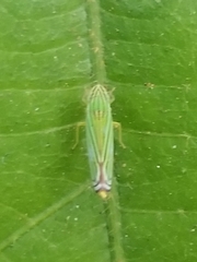 Sibovia