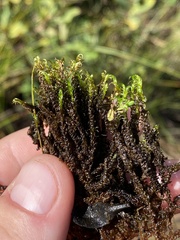 Scorpidium revolvens