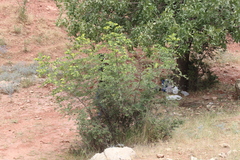 Paliurus spina-christi