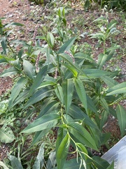 Persicaria extremiorientalis