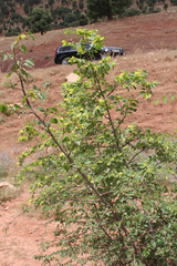 Paliurus spina-christi