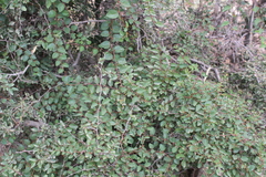 Paliurus spina-christi