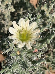 Codon royenii
