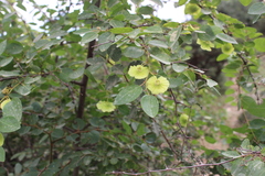 Paliurus spina-christi