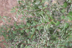 Paliurus spina-christi