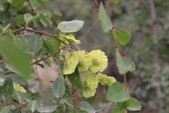 Paliurus spina-christi