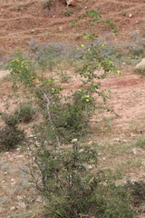 Paliurus spina-christi