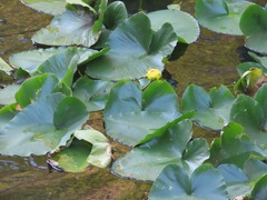 Nuphar polysepala