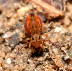 Dicyrtomina