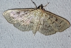 Herpetogramma aeglealis