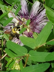 Passiflora incarnata