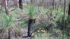 Xanthorrhoea johnsonii