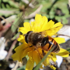 Eristalis tenax