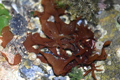 Chondrus crispus