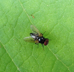 Hydrotaea
