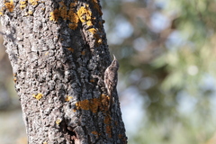 Certhia brachydactyla