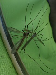 Tipula paludosa