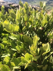 Plantae