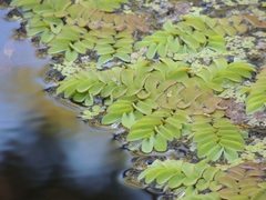 Salvinia natans