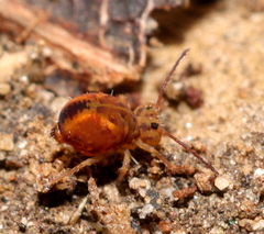 Dicyrtomina