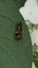 Mellinus arvensis