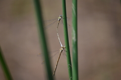 Lestes virens