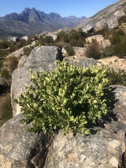 Plantae
