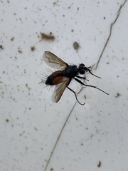 Eriothrix rufomaculata