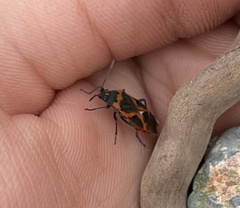 Lygaeus kalmii