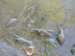 Pontastacus leptodactylus