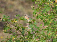 Phoenicurus phoenicurus