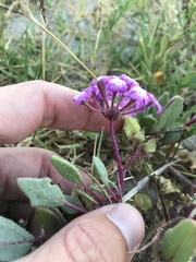 Abronia umbellata