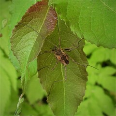 Mitopus morio