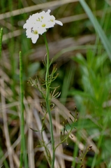 Cardamine dentata