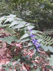 Gentiana asclepiadea