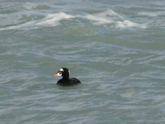 Melanitta perspicillata