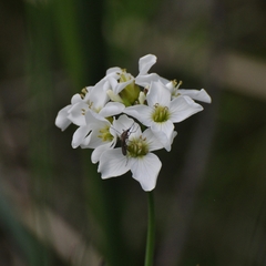 Cardamine dentata