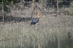 Leptoptilos javanicus