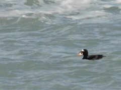 Melanitta perspicillata