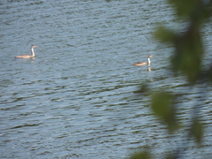Podiceps cristatus