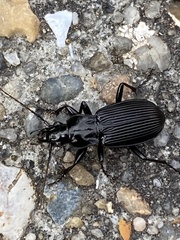 Pterostichus niger