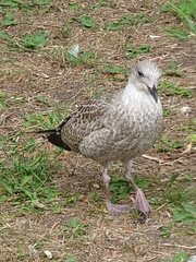 Larus