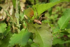Mitopus morio