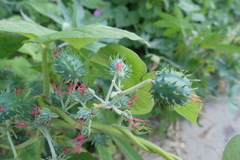Ricinus communis