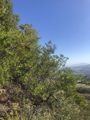 Dodonaea viscosa