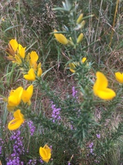 Ulex