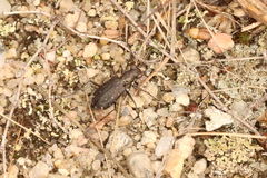 Cicindela punctulata
