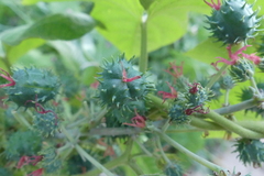 Ricinus communis