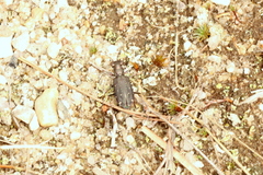 Cicindela punctulata