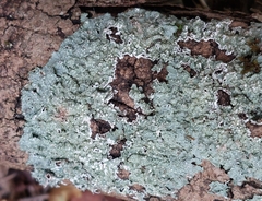 Punctelia subrudecta